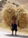 Man with Hay